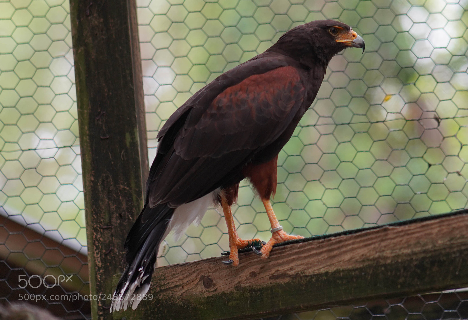 Sony a7R III sample photo. Flamingo garden sanctuary photography