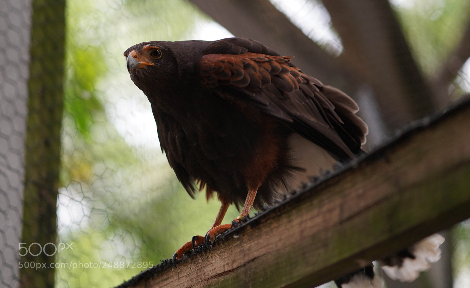 Sony a7R III sample photo. Flamingo garden sanctuary photography