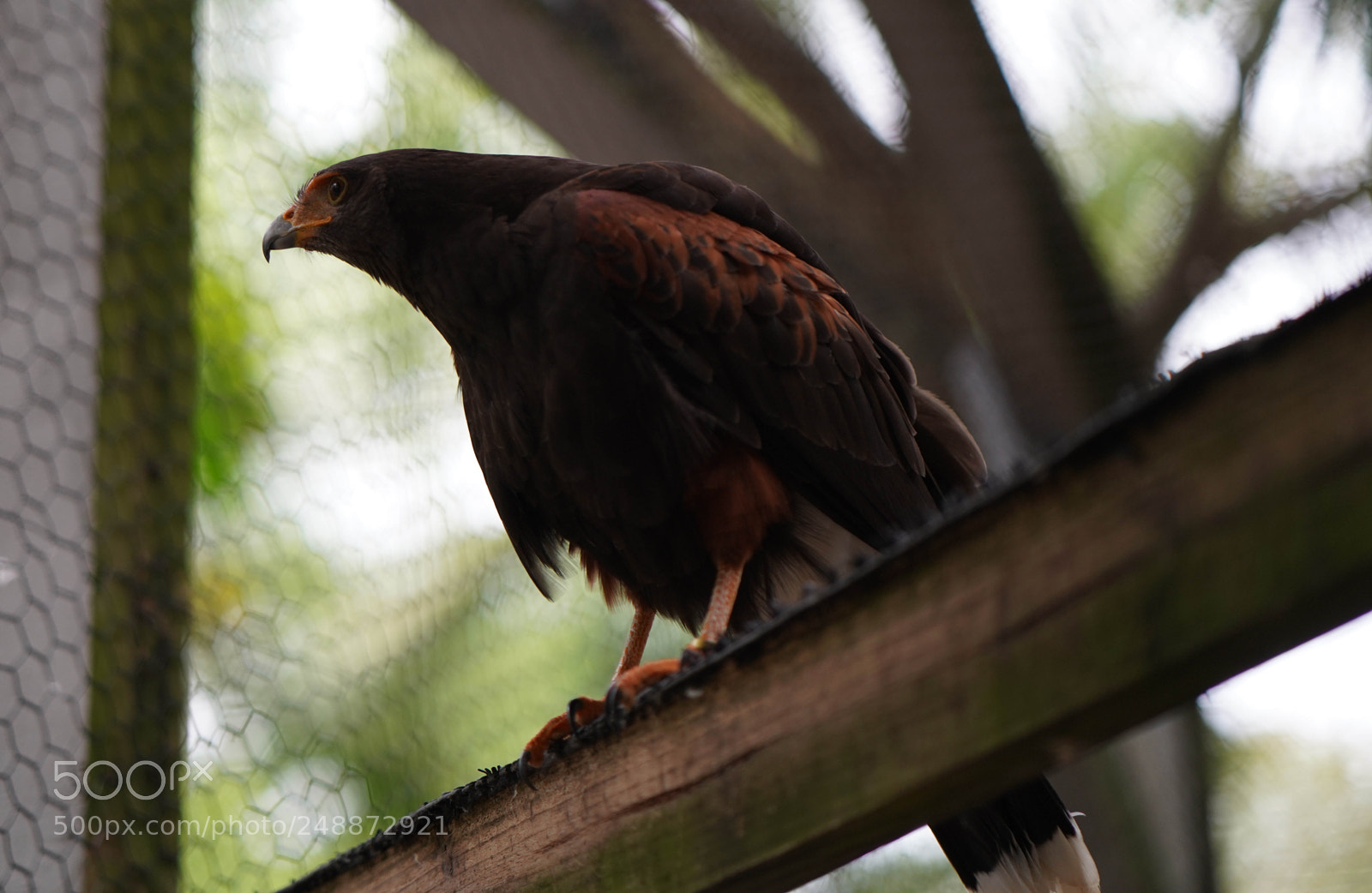 Sony a7R III sample photo. Flamingo garden sanctuary photography