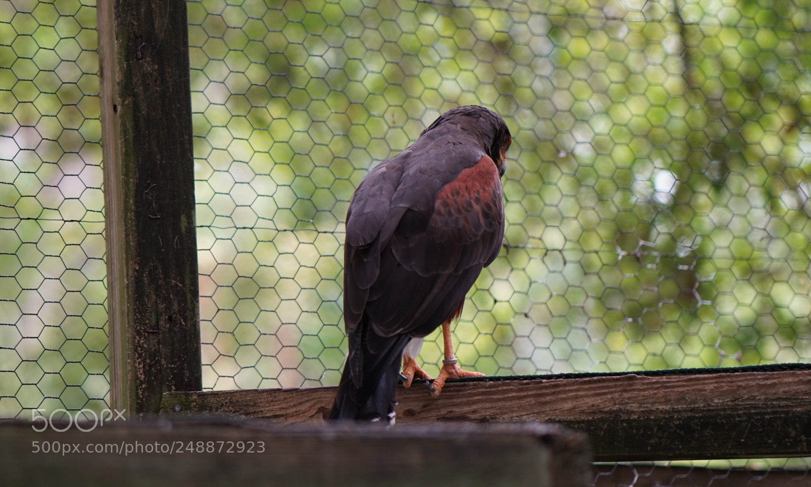 Sony a7R III sample photo. Flamingo garden sanctuary photography