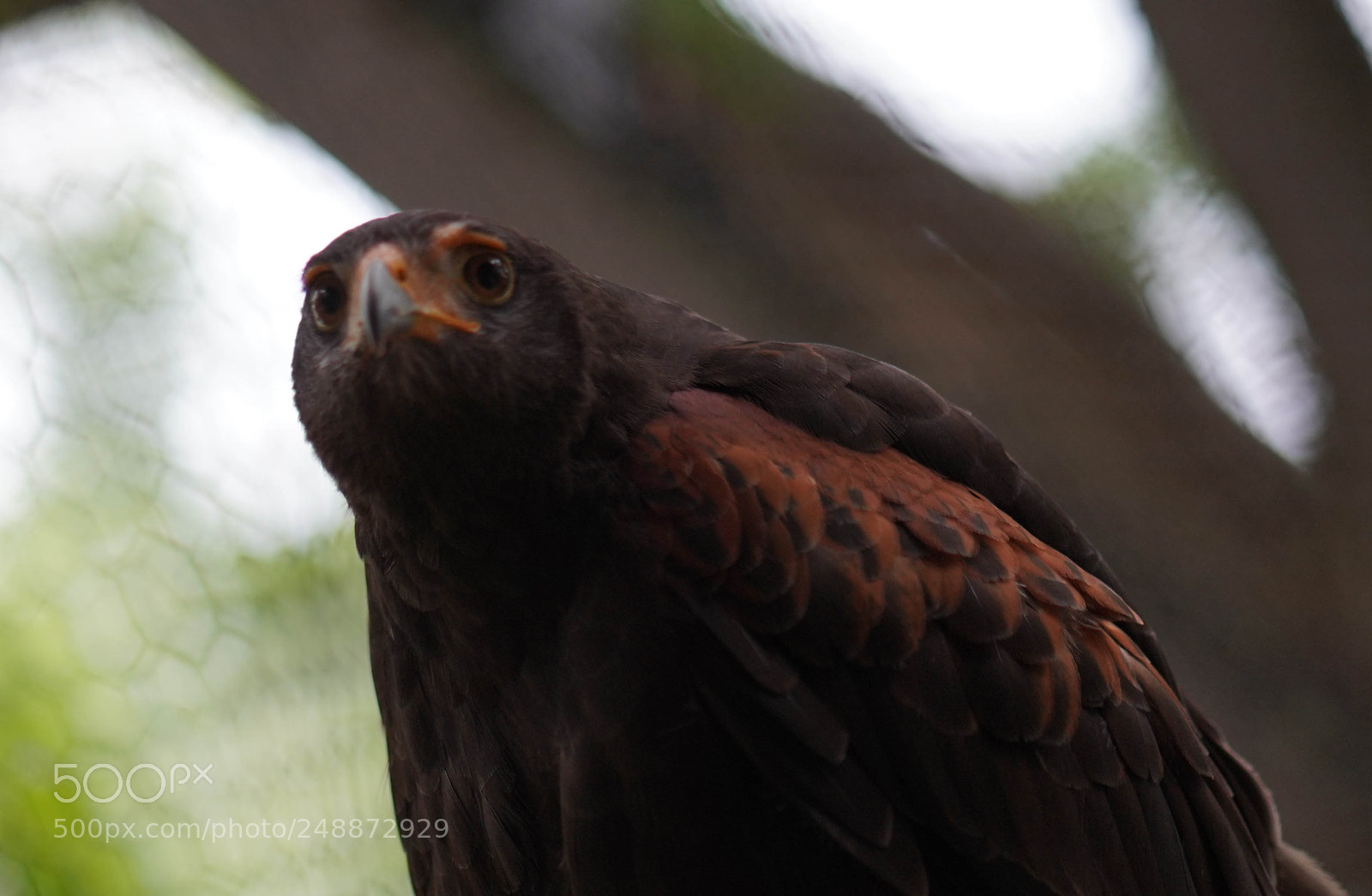Sony a7R III sample photo. Flamingo garden sanctuary photography