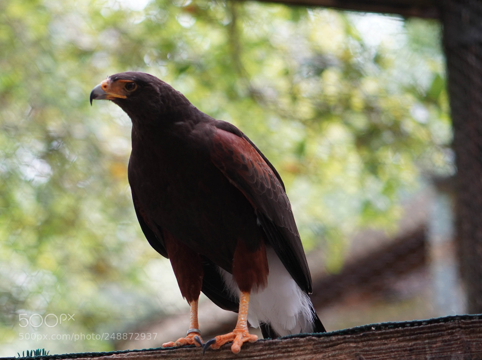 Sony a7R III sample photo. Flamingo garden sanctuary photography