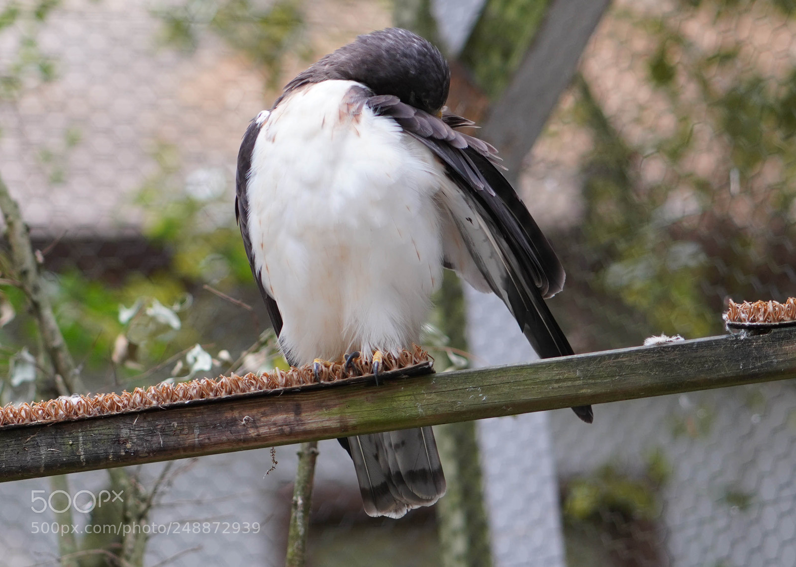 Sony a7R III sample photo. Flamingo garden sanctuary photography