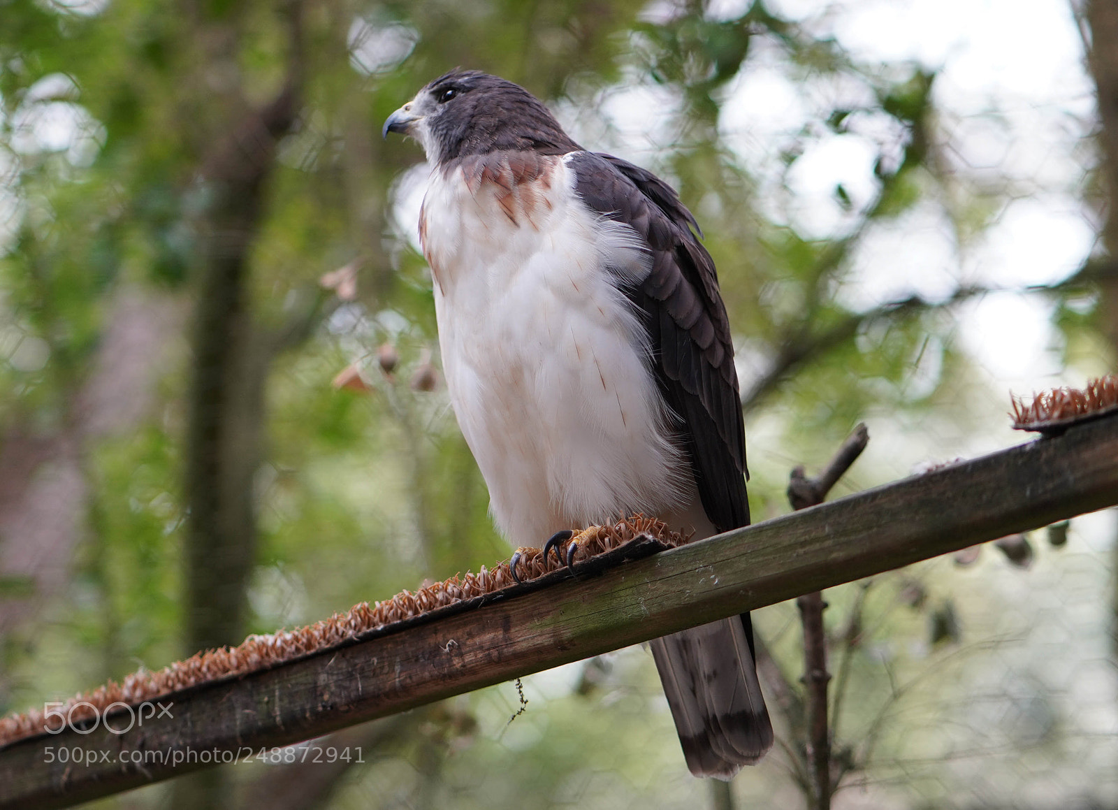 Sony a7R III sample photo. Flamingo garden sanctuary photography