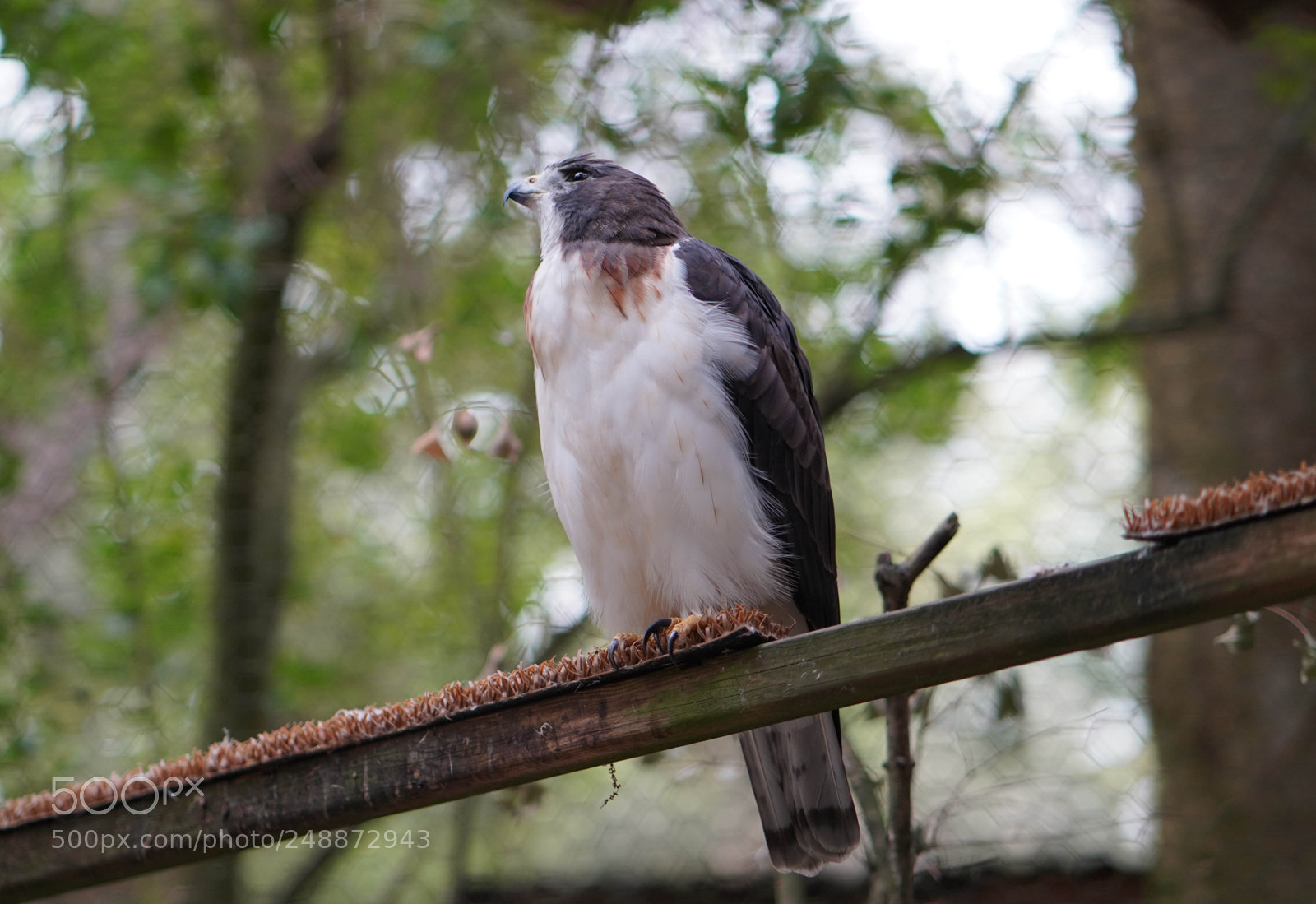 Sony a7R III sample photo. Flamingo garden sanctuary photography