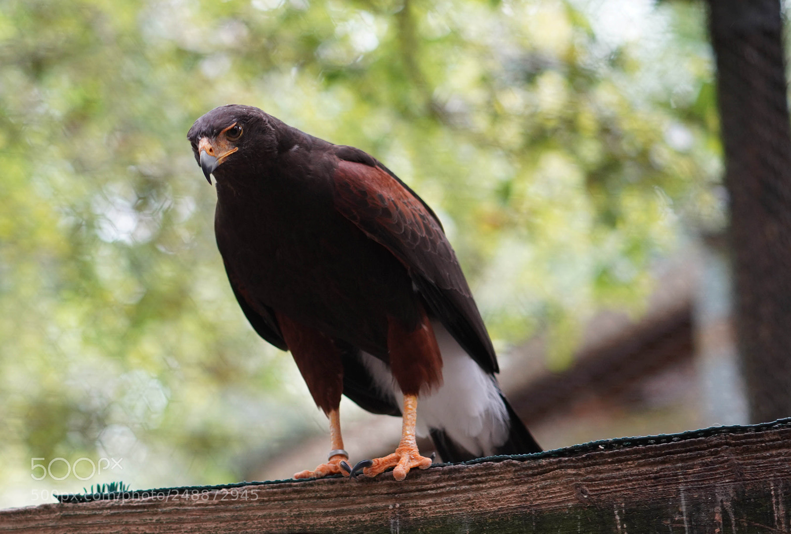 Sony a7R III sample photo. Flamingo garden sanctuary photography