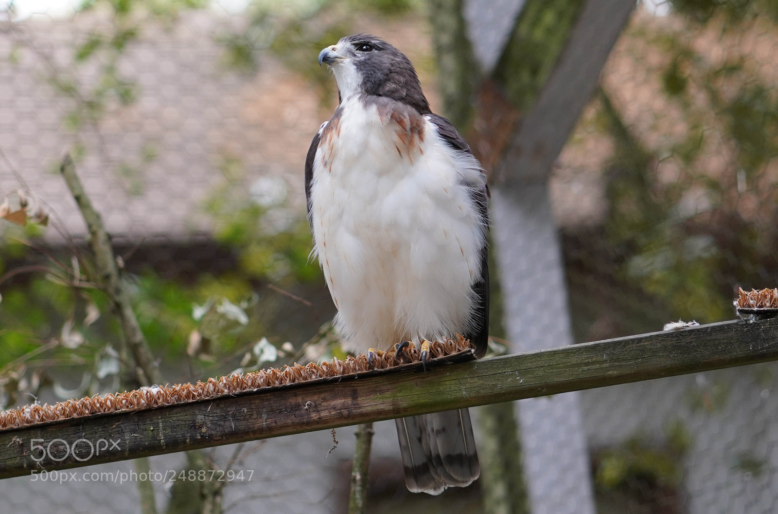 Sony a7R III sample photo. Flamingo garden sanctuary photography