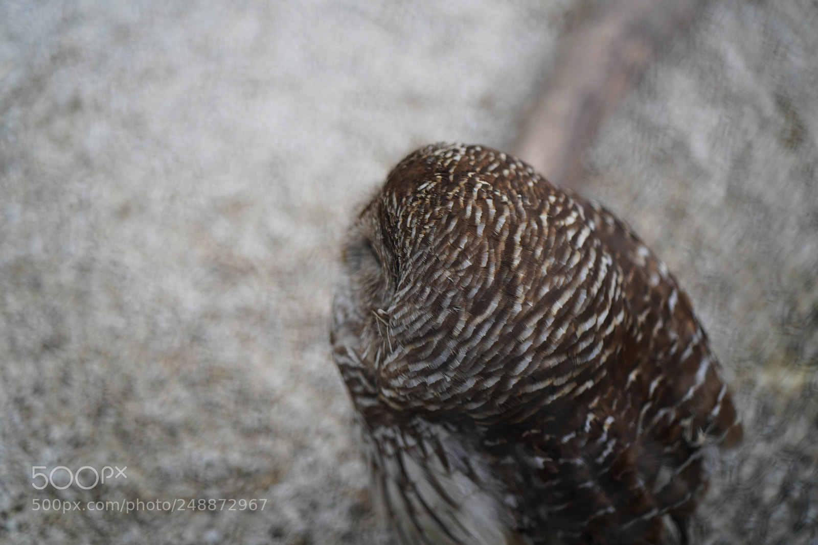 Sony a7R III sample photo. Flamingo garden sanctuary photography
