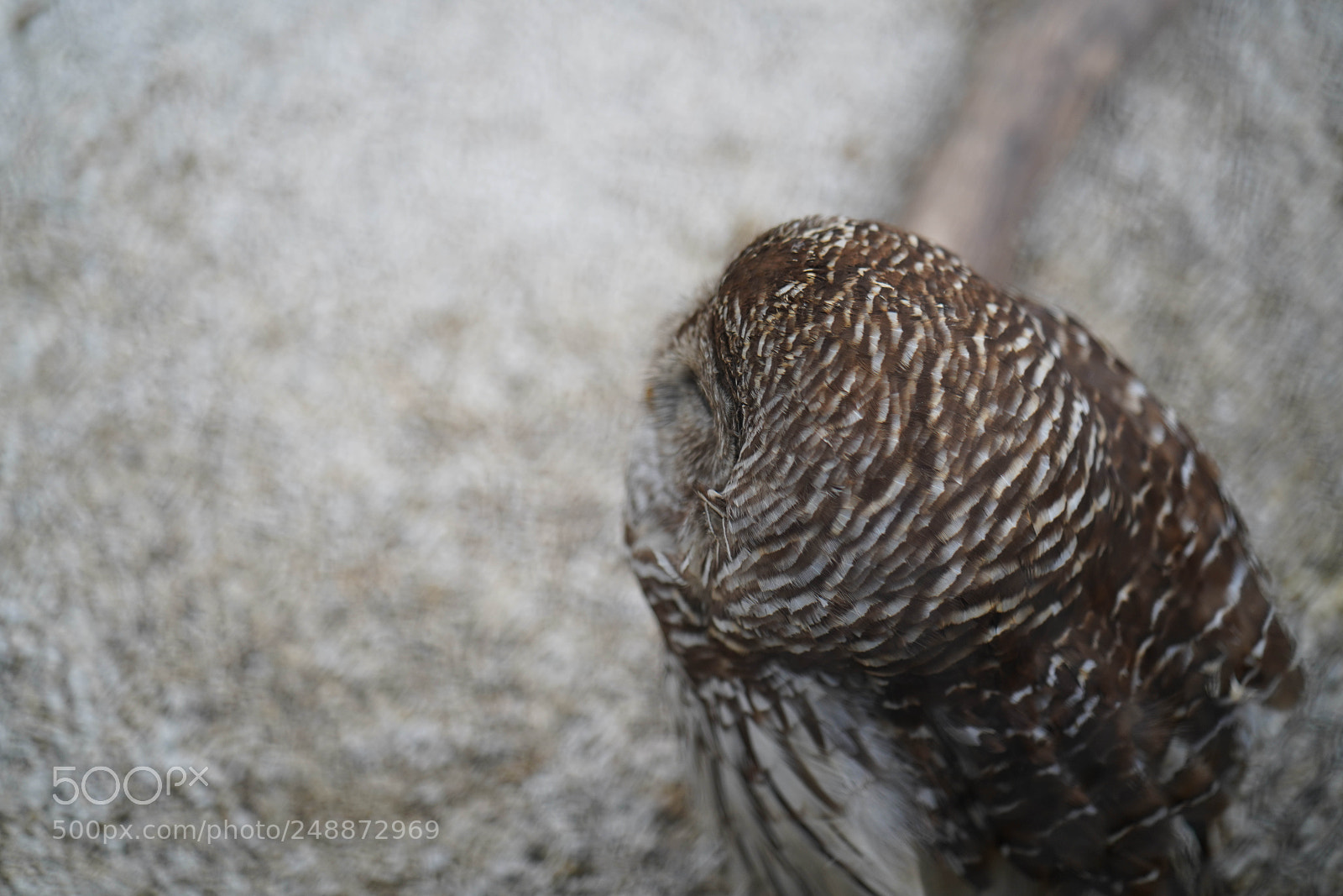 Sony a7R III sample photo. Flamingo garden sanctuary photography