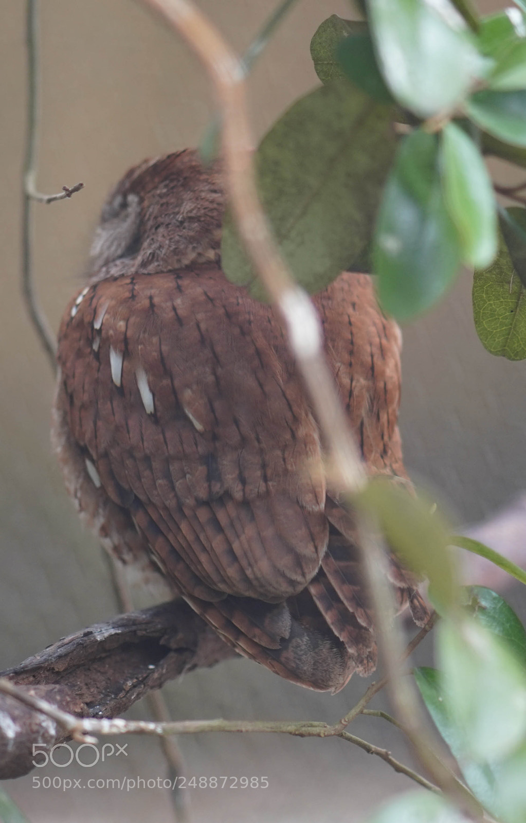 Sony a7R III sample photo. Flamingo garden sanctuary photography