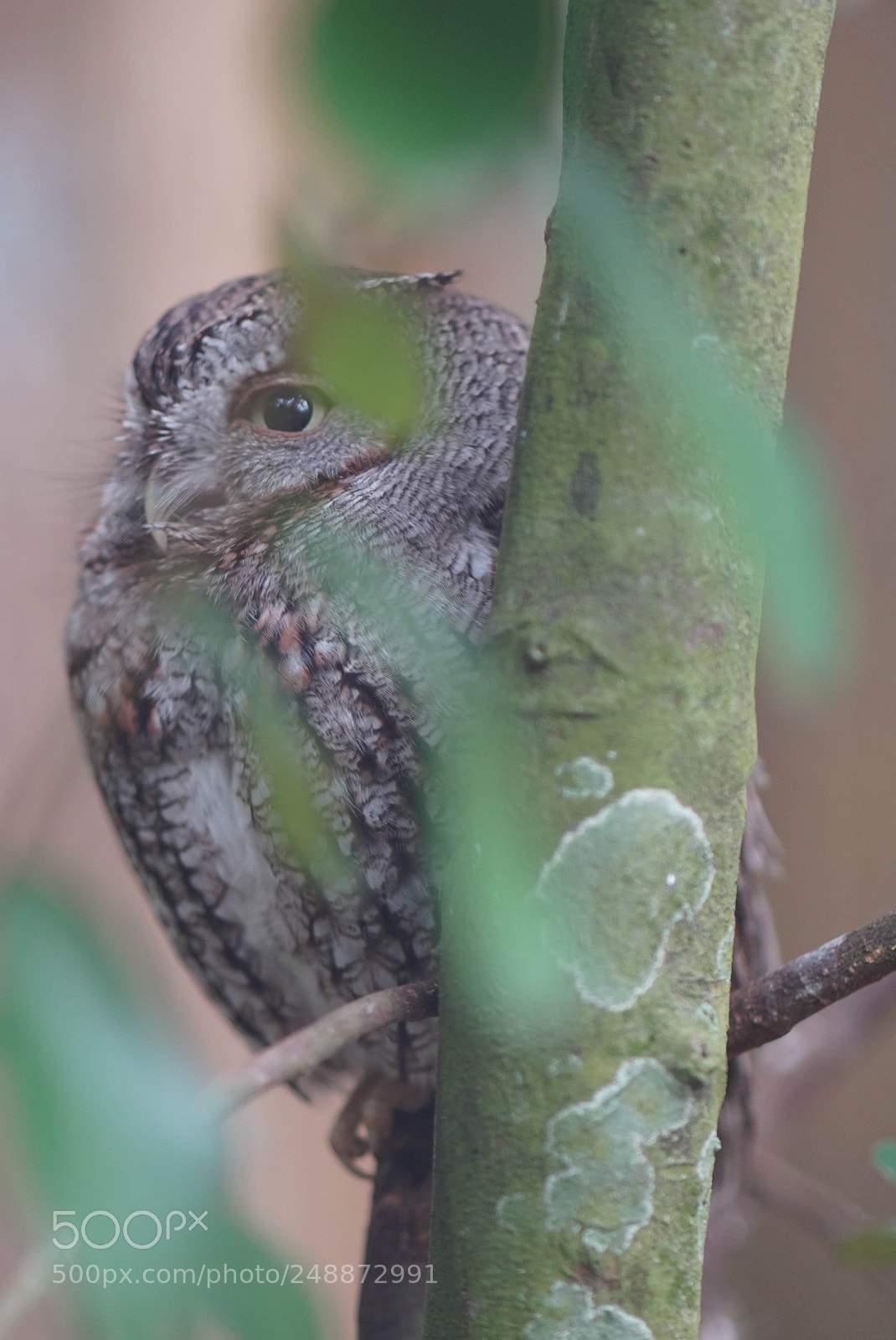 Sony a7R III sample photo. Flamingo garden sanctuary photography