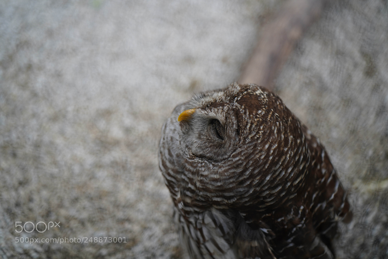 Sony a7R III sample photo. Flamingo garden sanctuary photography