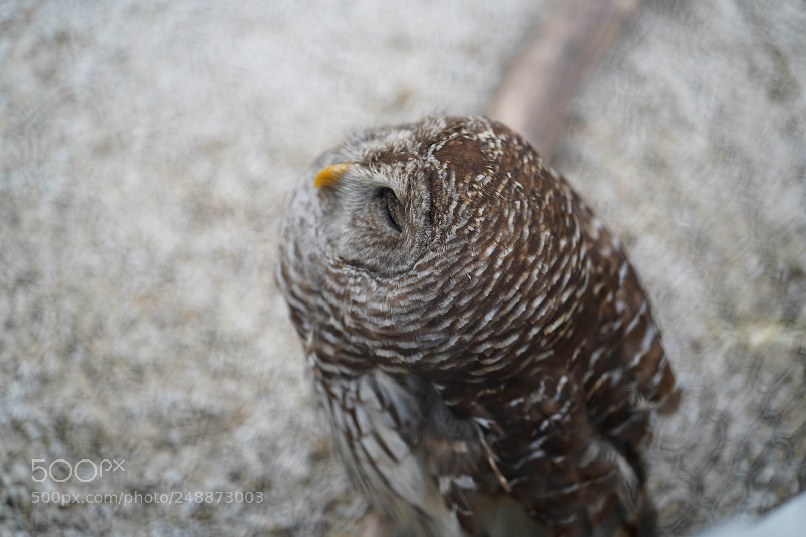 Sony a7R III sample photo. Flamingo garden sanctuary photography