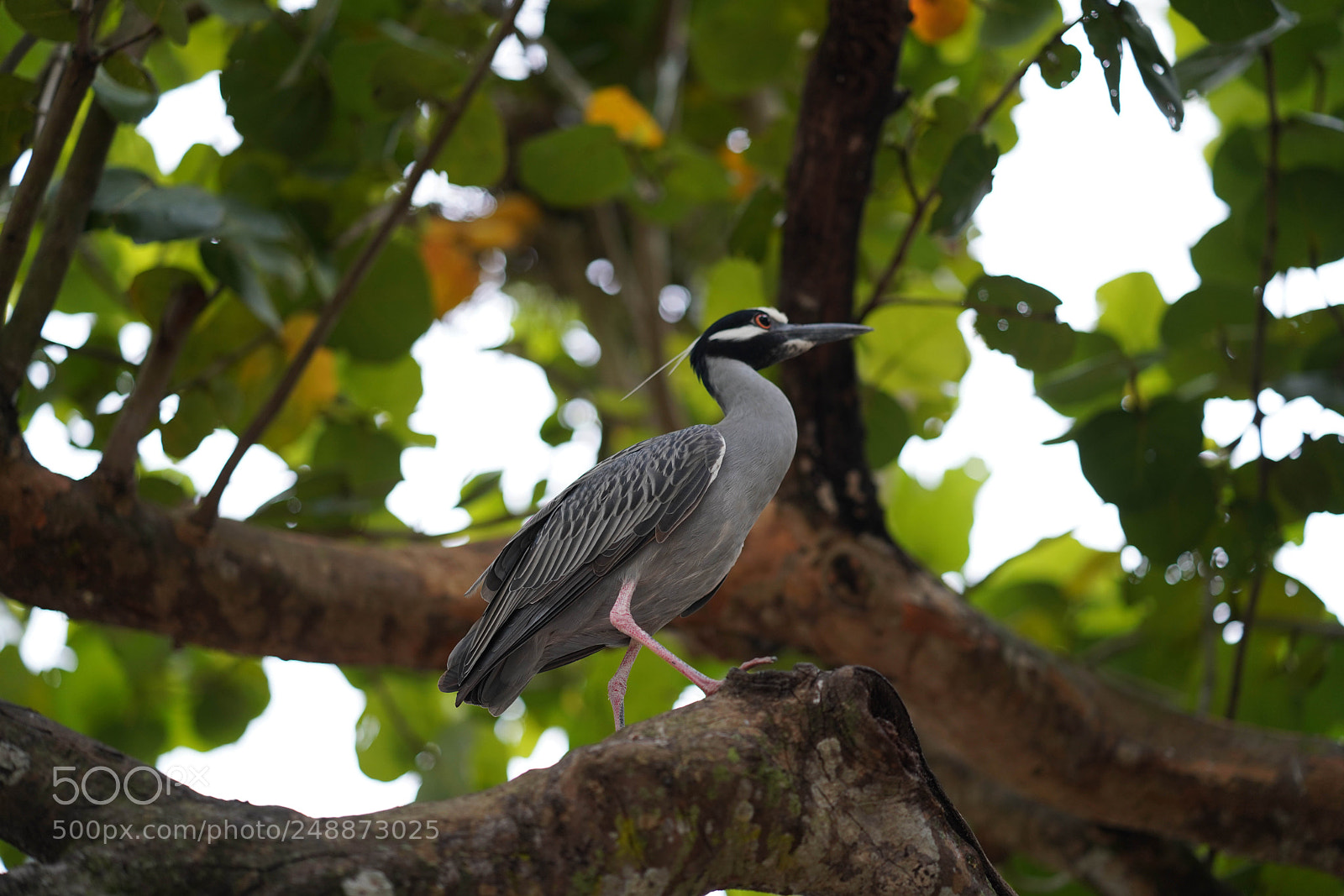 Sony a7R III sample photo. Flamingo garden sanctuary photography