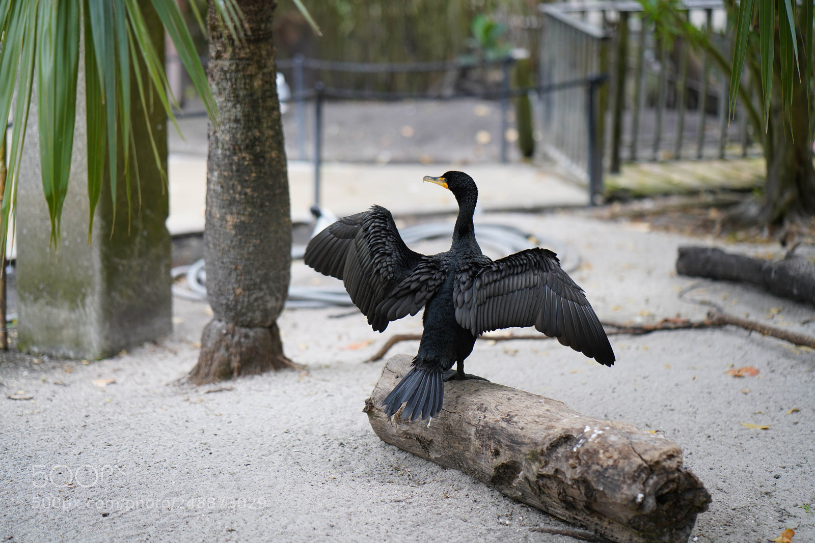 Sony a7R III sample photo. Flamingo garden sanctuary photography