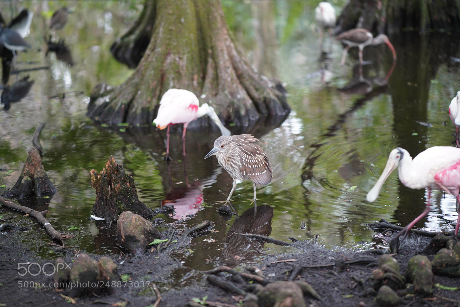 Sony a7R III sample photo. Flamingo garden sanctuary photography