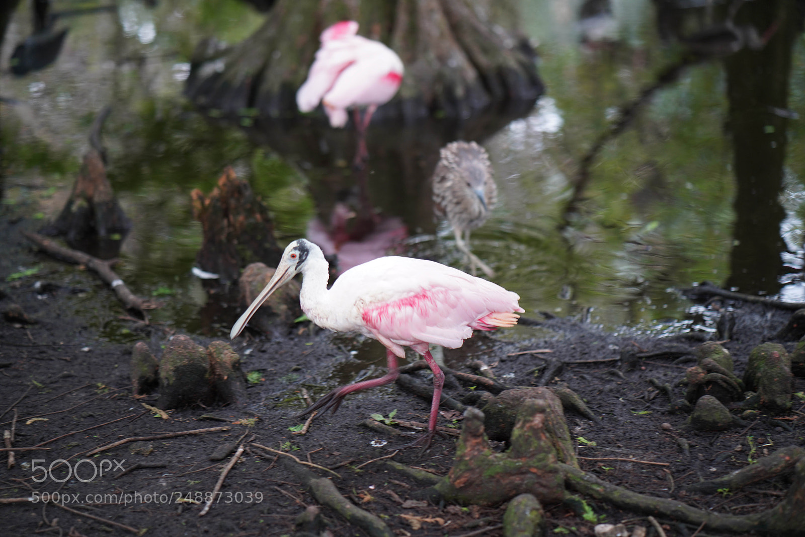 Sony a7R III sample photo. Flamingo garden sanctuary photography