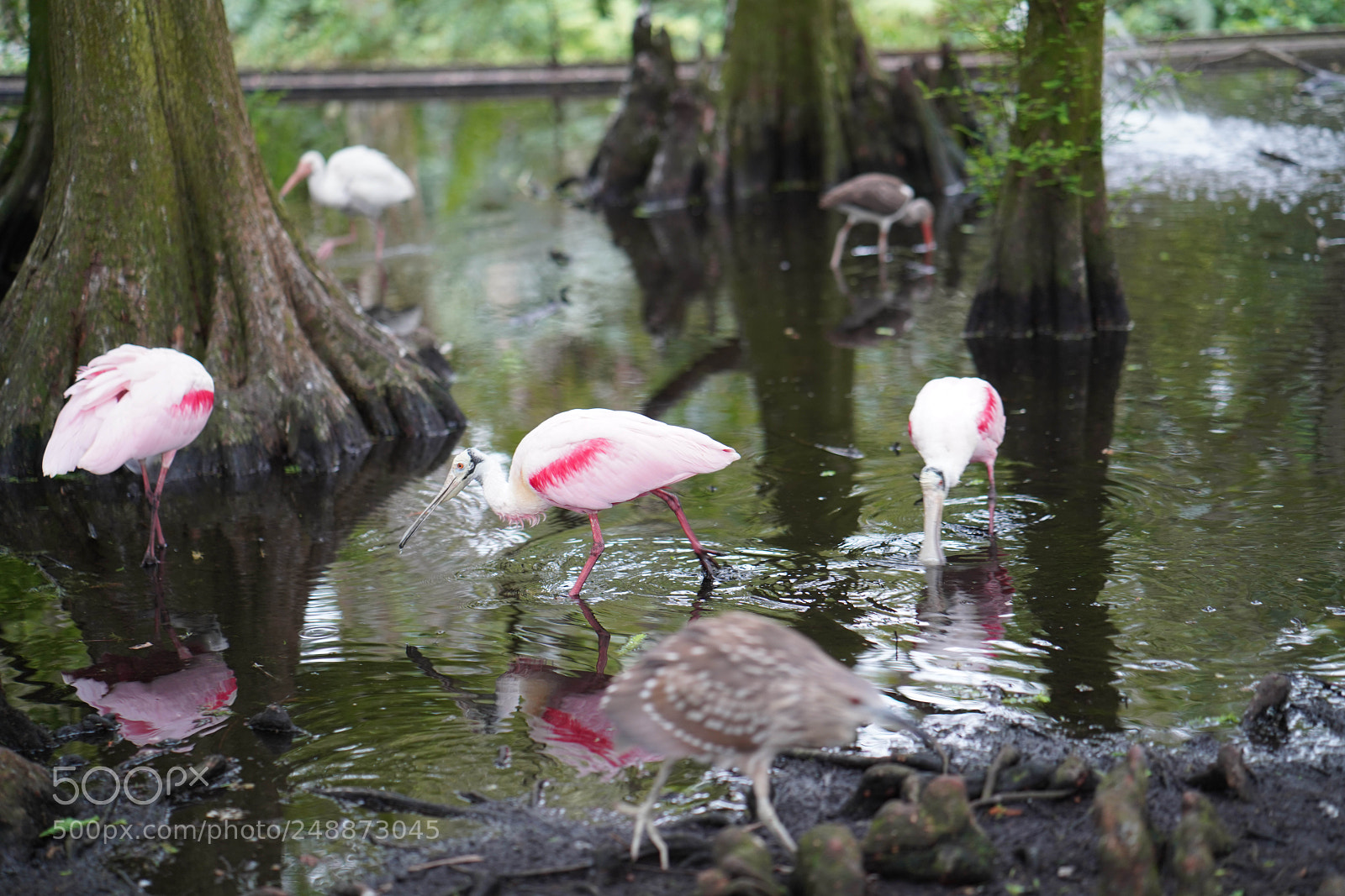 Sony a7R III sample photo. Flamingo garden sanctuary photography