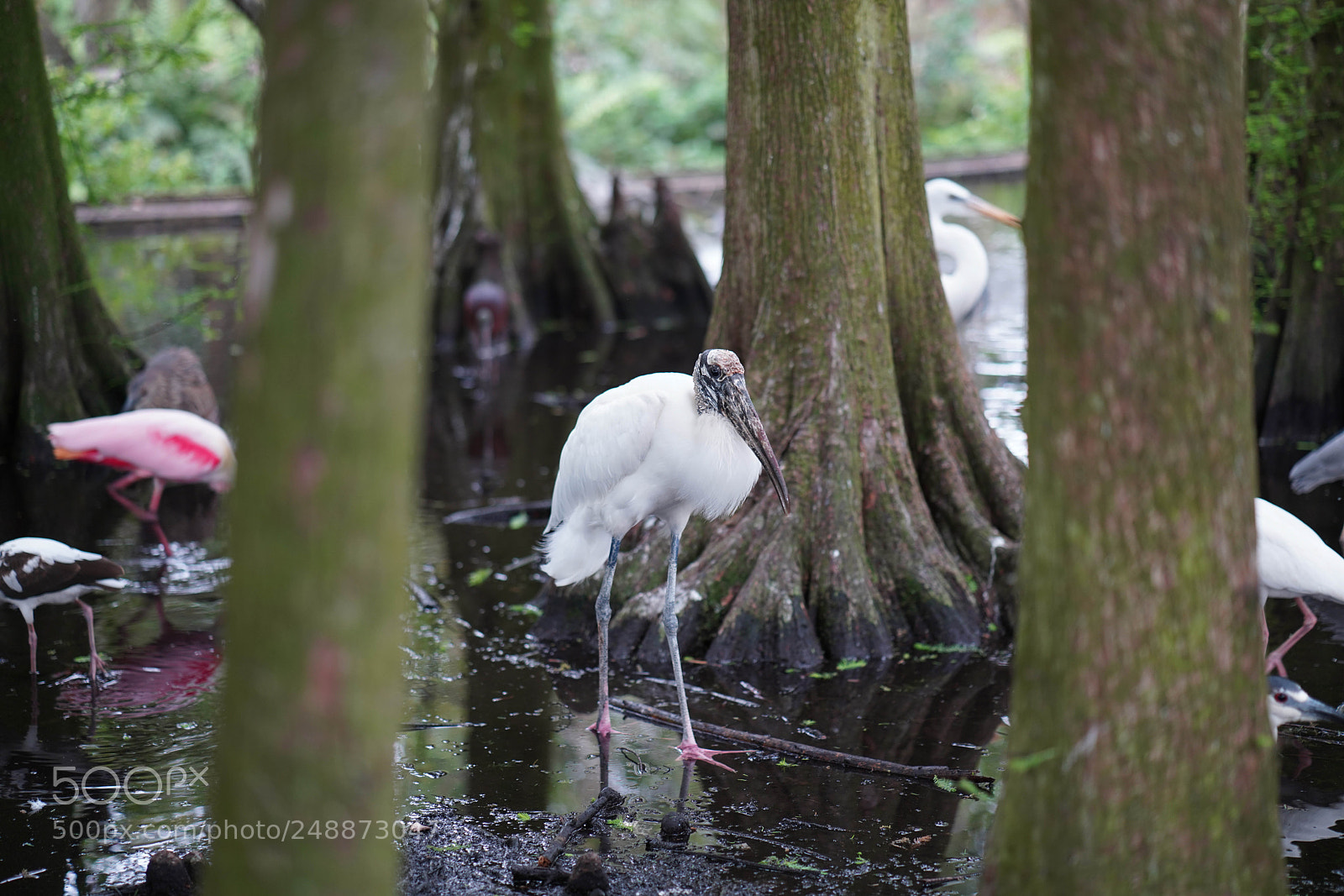 Sony a7R III sample photo. Flamingo garden sanctuary photography