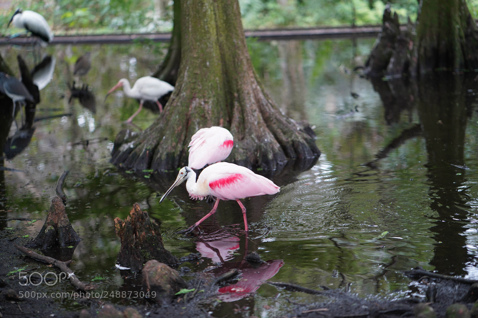 Sony a7R III sample photo. Flamingo garden sanctuary photography