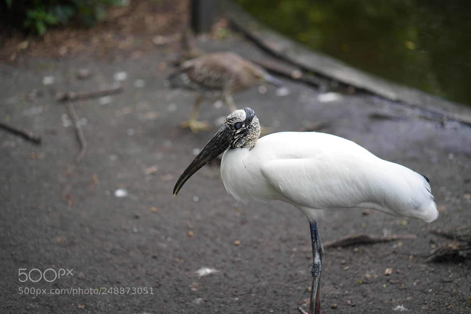 Sony a7R III sample photo. Flamingo garden sanctuary photography
