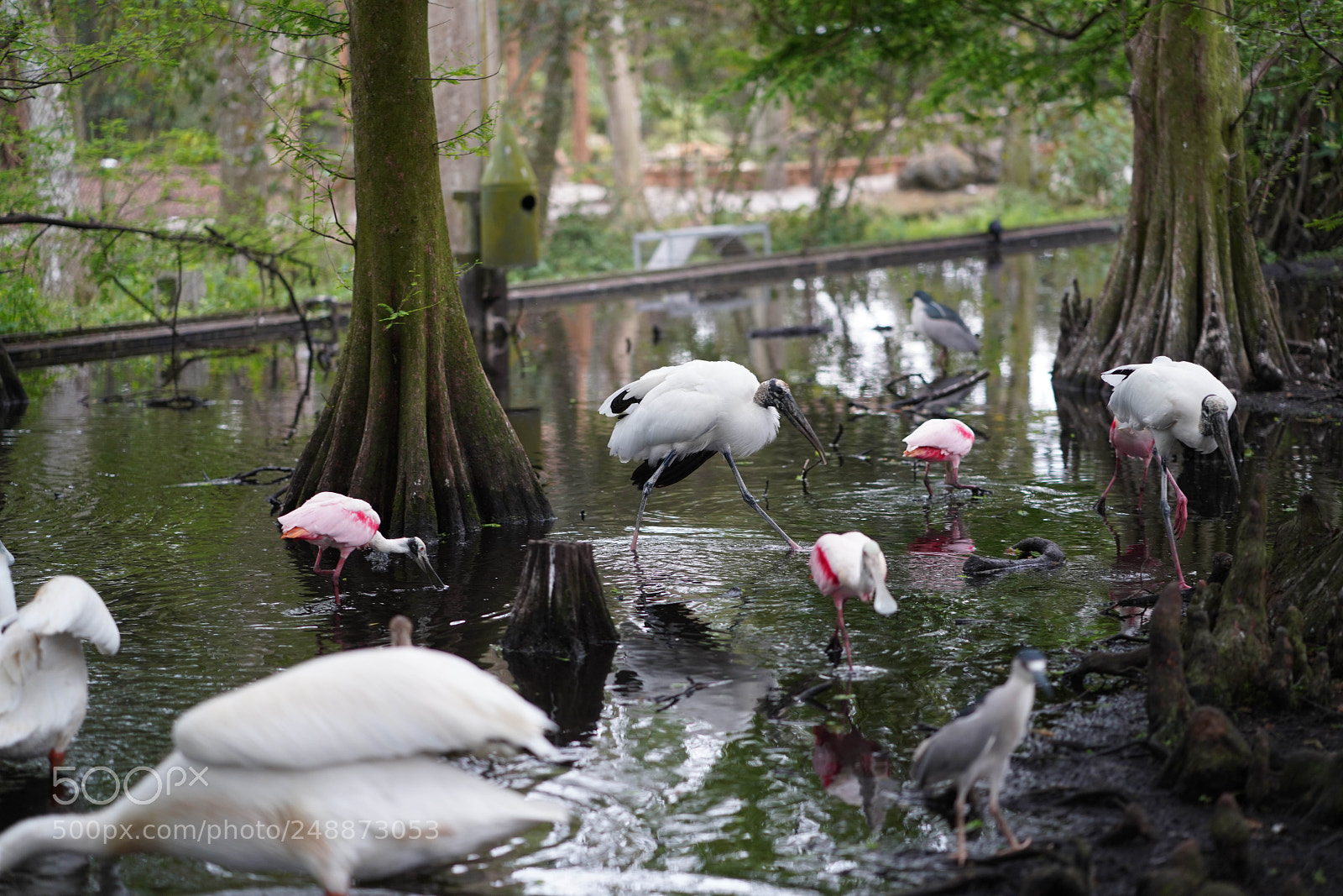 Sony a7R III sample photo. Flamingo garden sanctuary photography