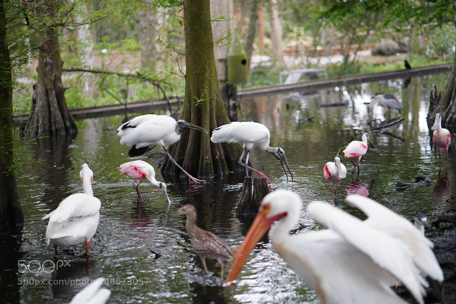 Sony a7R III sample photo. Flamingo garden sanctuary photography
