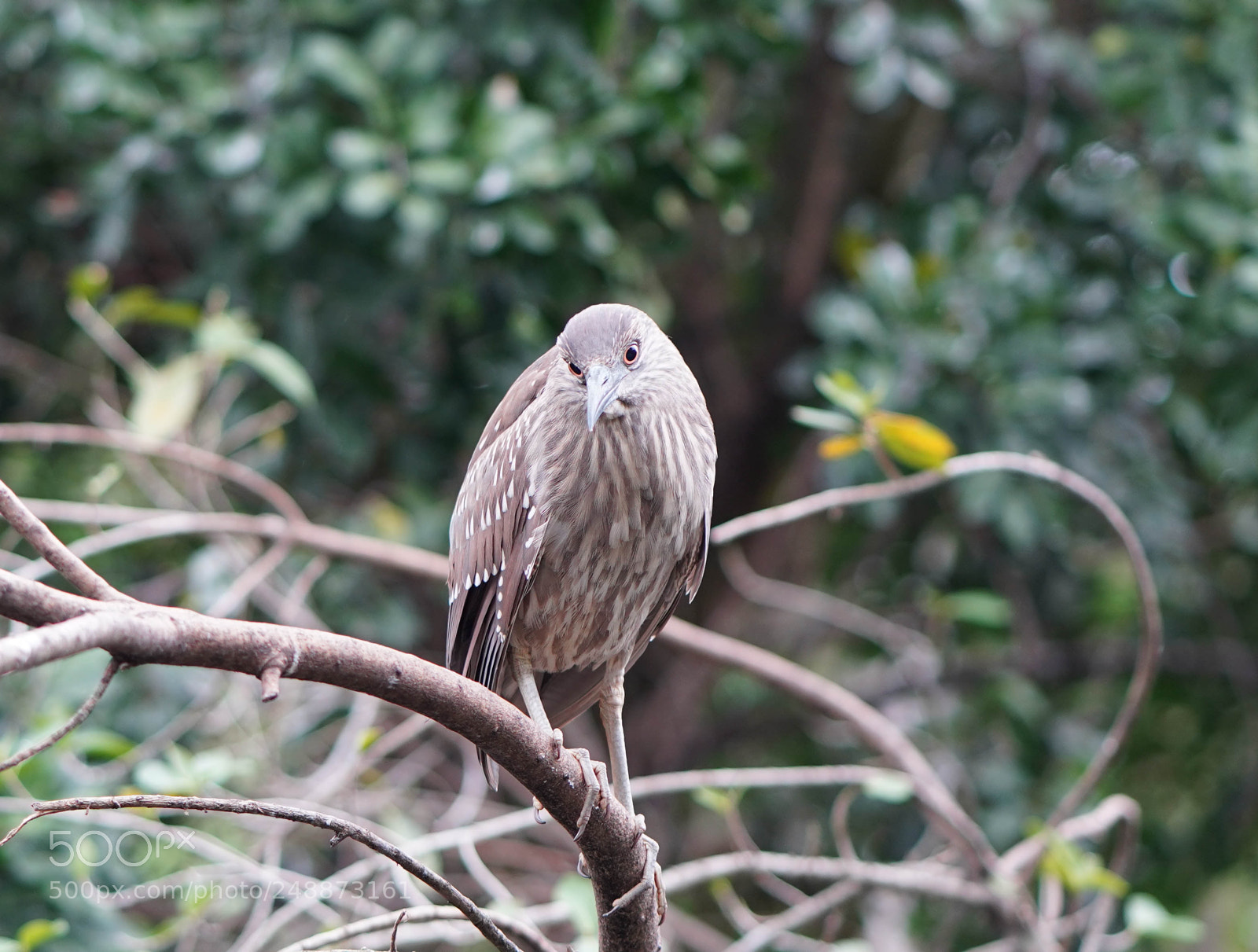 Sony a7R III sample photo. Flamingo garden sanctuary photography