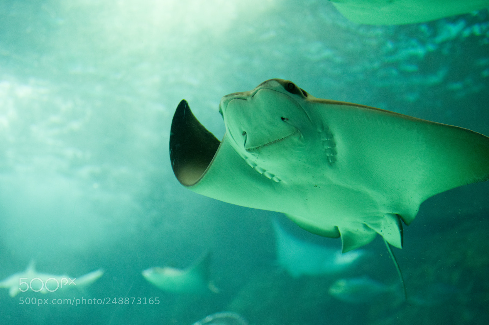 Pentax KP sample photo. Stingray greeting photography