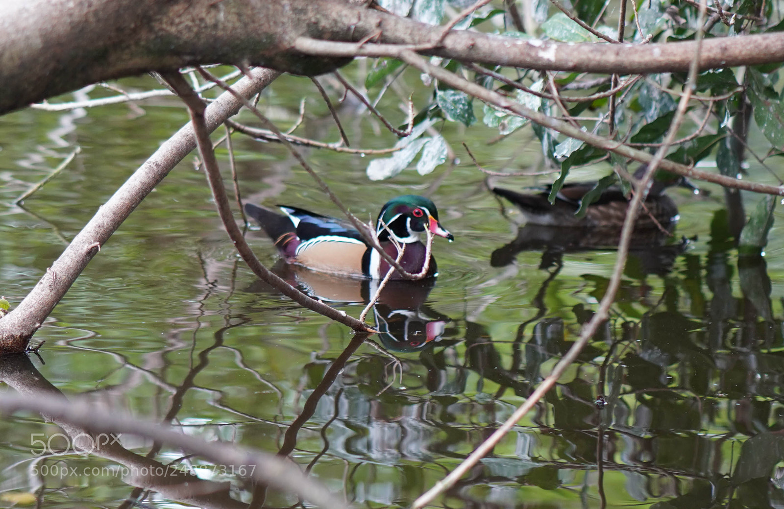 Sony a7R III sample photo. Flamingo garden sanctuary photography