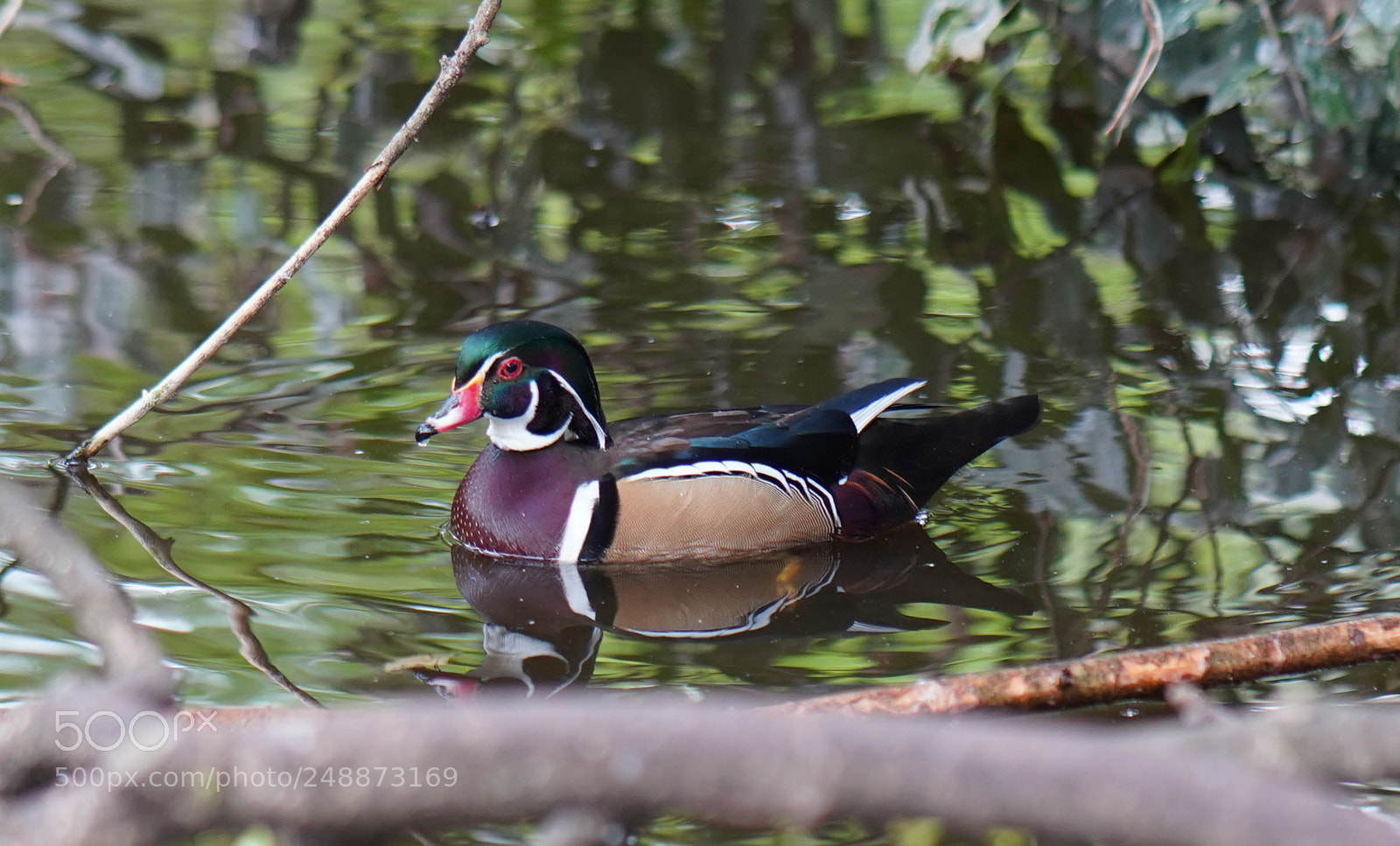 Sony a7R III sample photo. Flamingo garden sanctuary photography