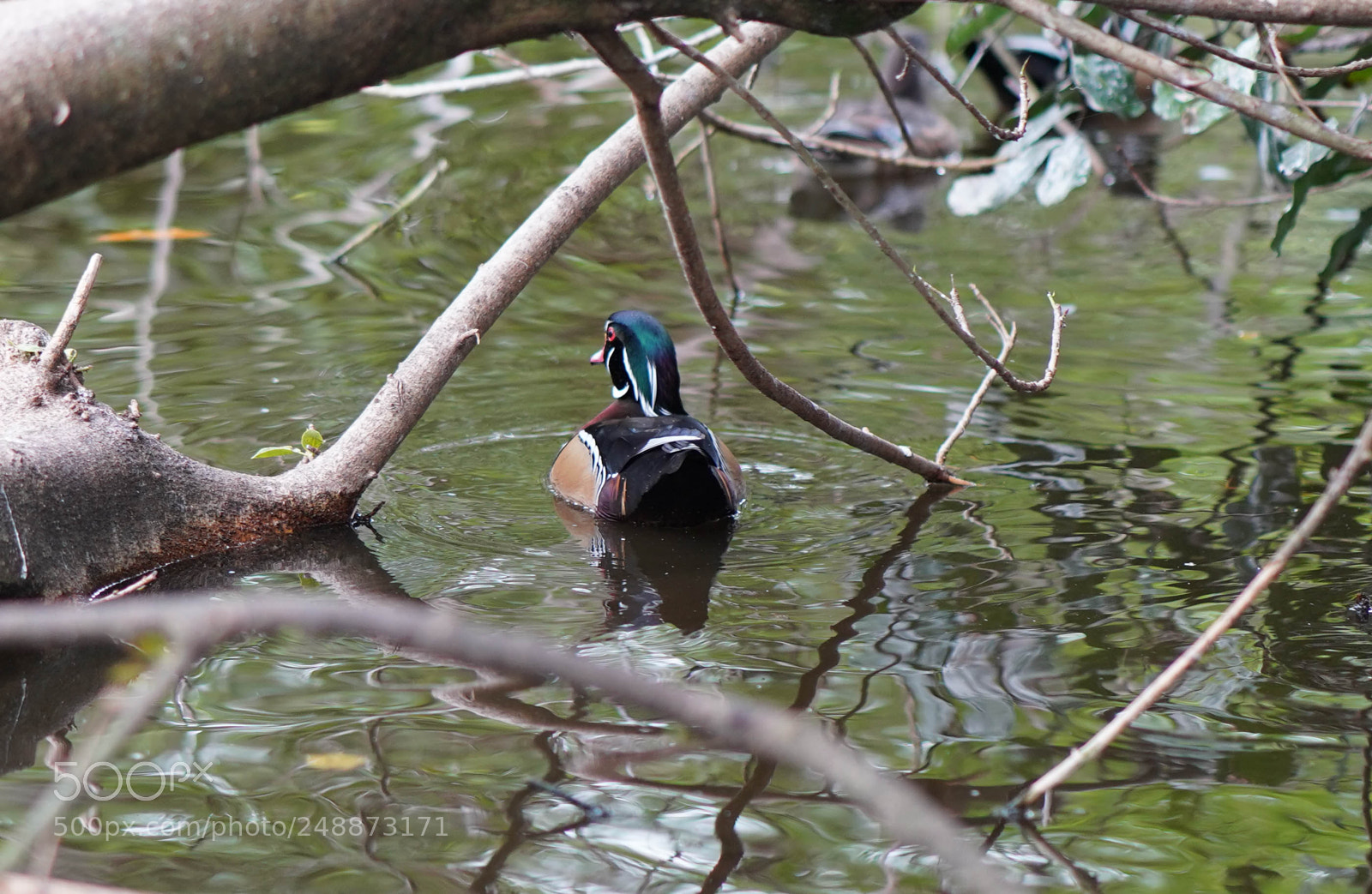 Sony a7R III sample photo. Flamingo garden sanctuary photography