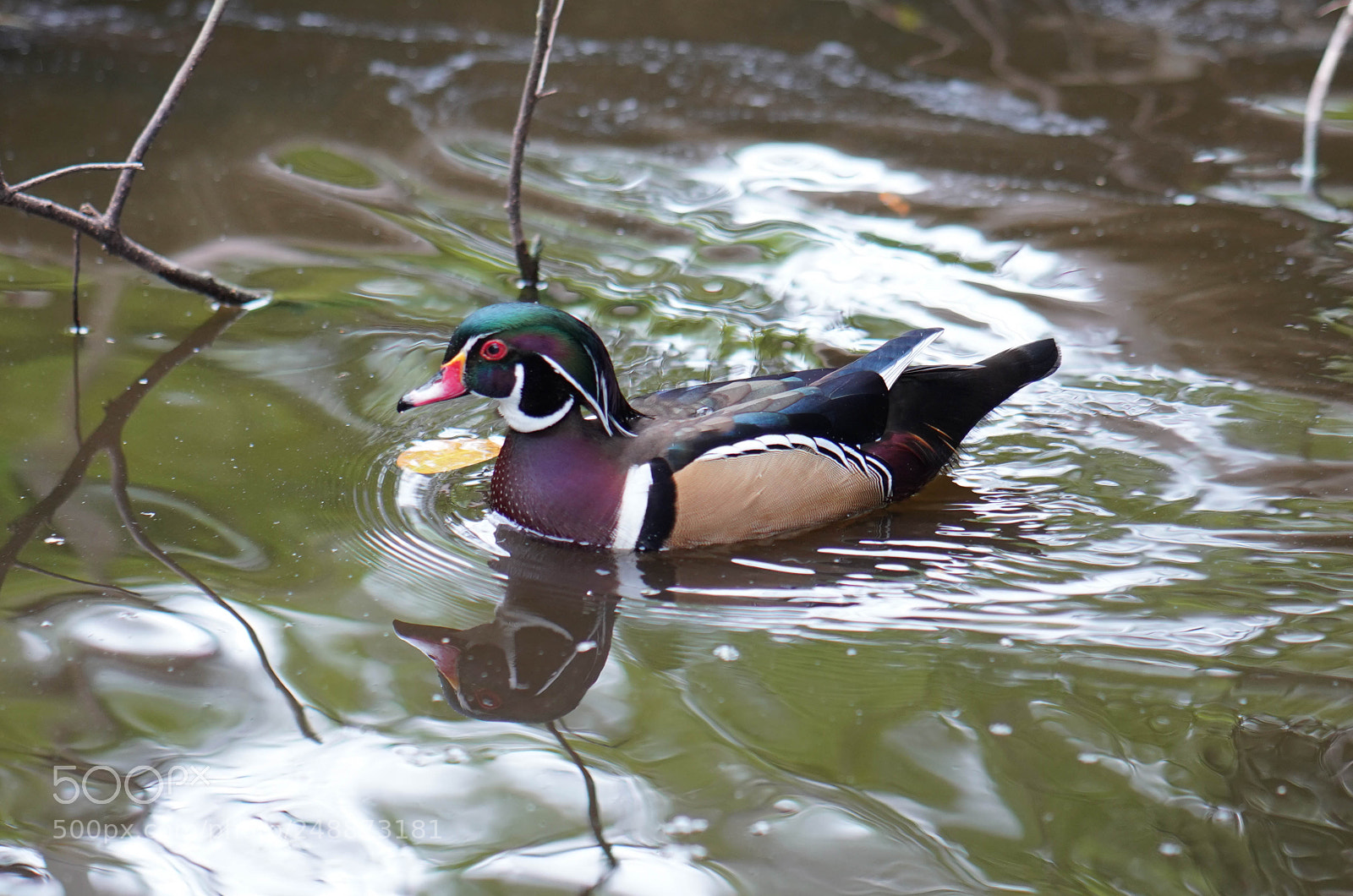Sony a7R III sample photo. Flamingo garden sanctuary photography