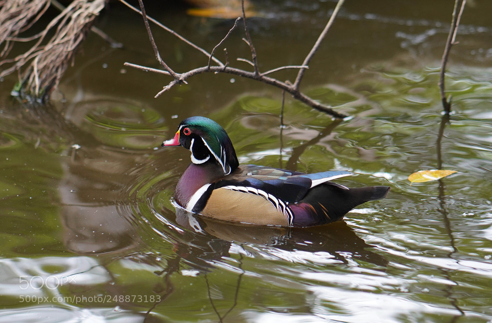 Sony a7R III sample photo. Flamingo garden sanctuary photography