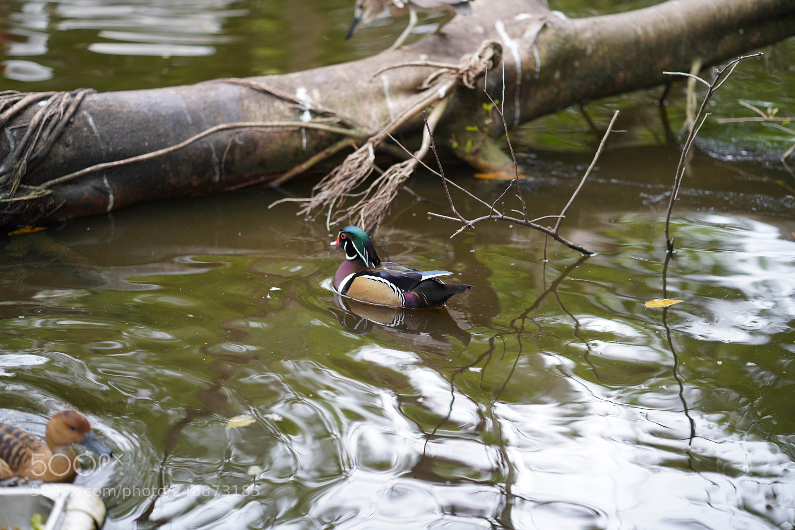 Sony a7R III sample photo. Flamingo garden sanctuary photography