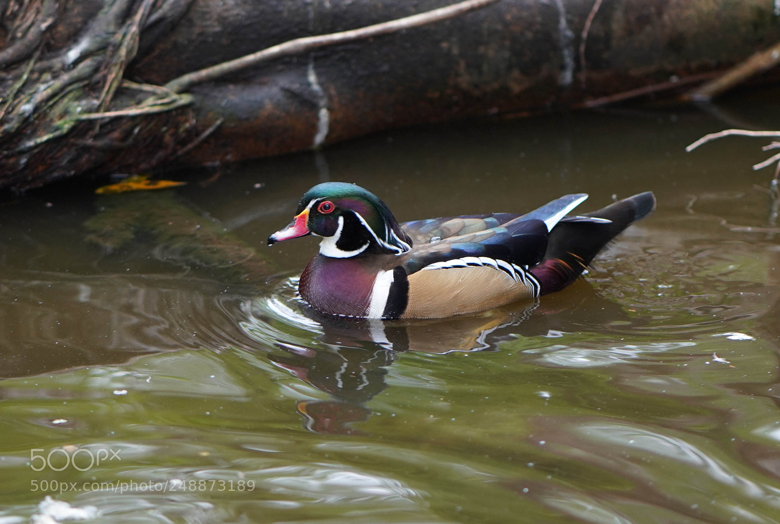 Sony a7R III sample photo. Flamingo garden sanctuary photography