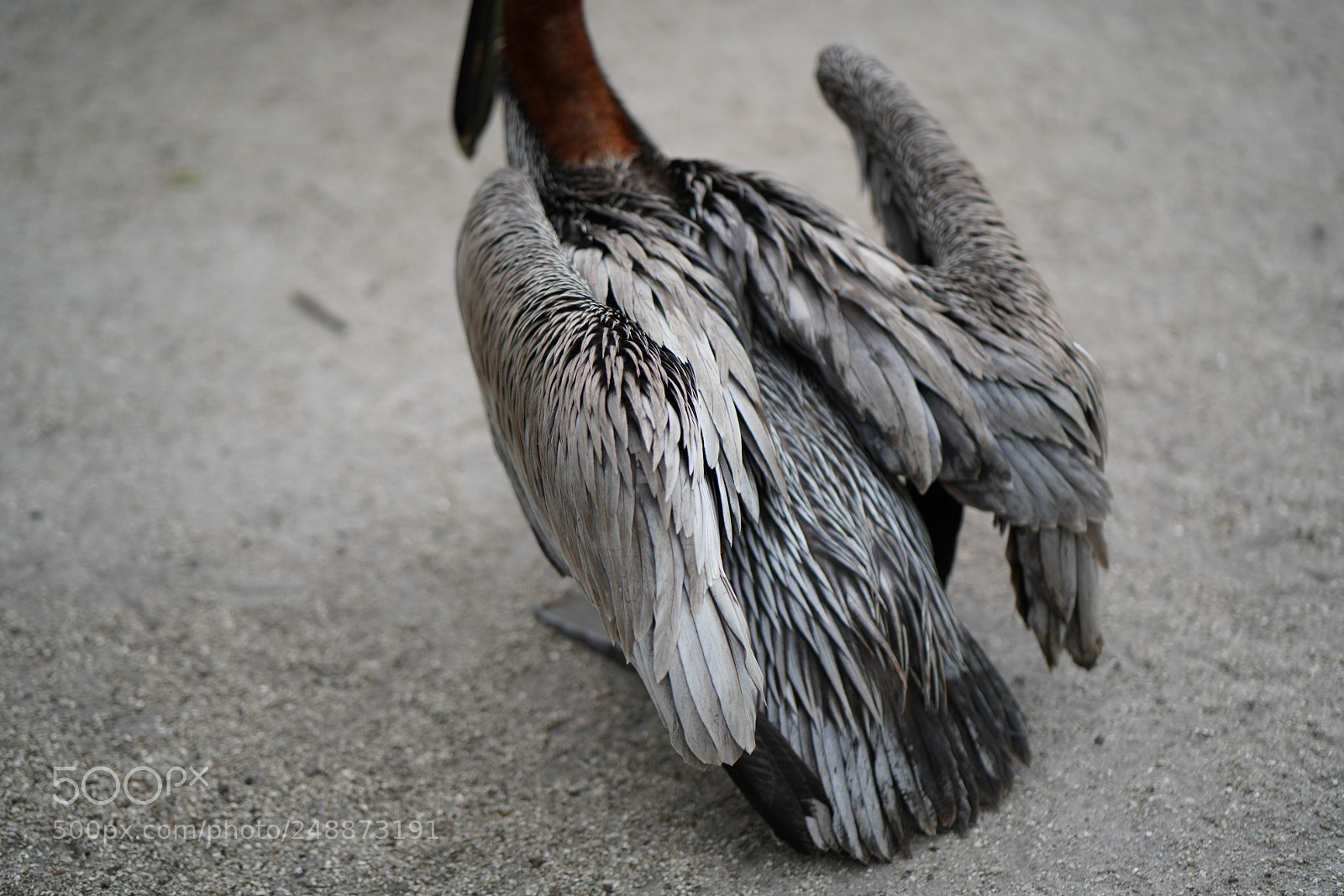 Sony a7R III sample photo. Flamingo garden sanctuary photography