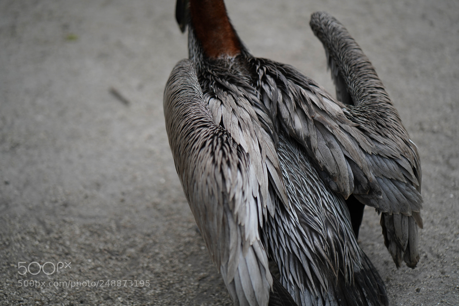 Sony a7R III sample photo. Flamingo garden sanctuary photography