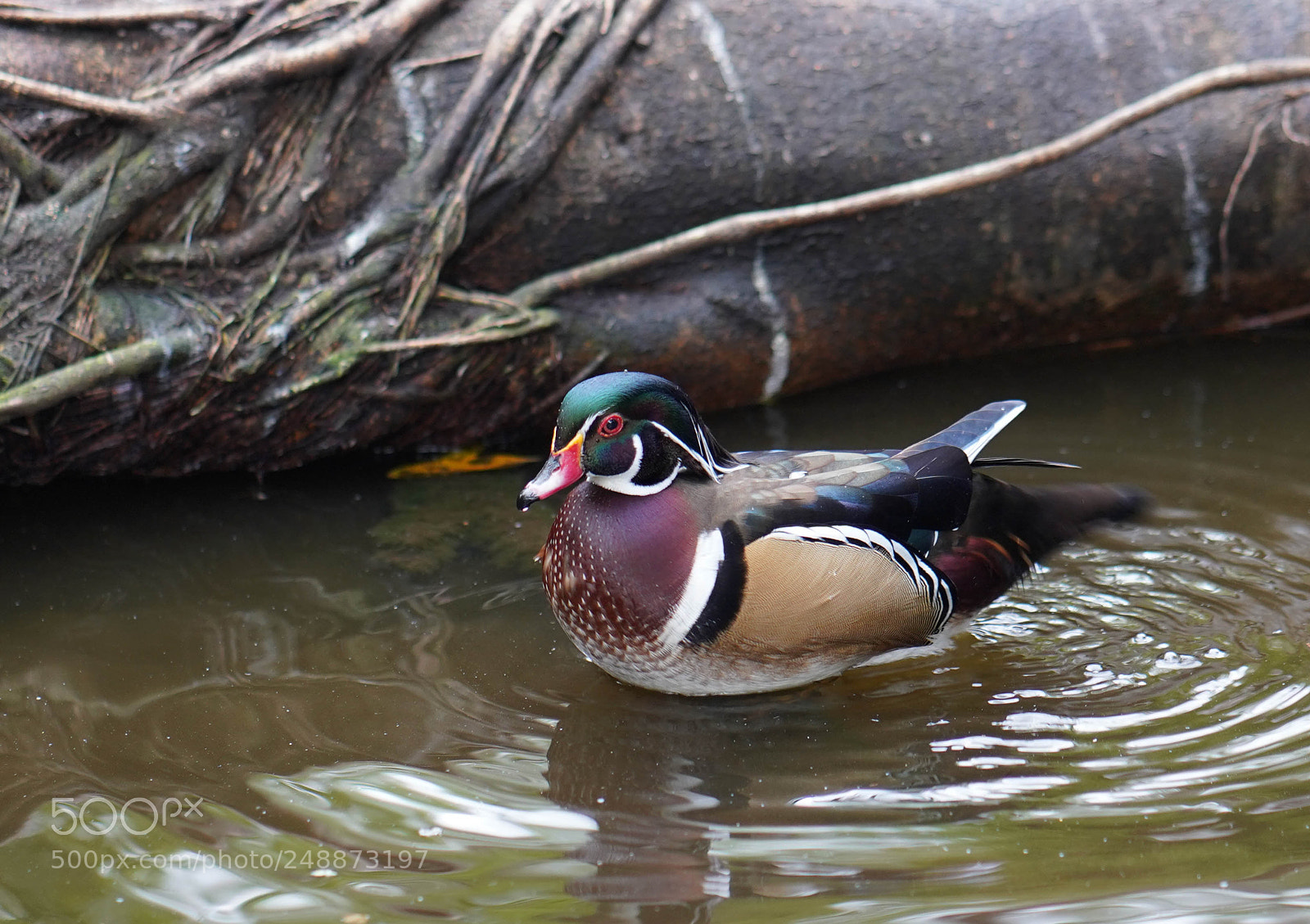 Sony a7R III sample photo. Flamingo garden sanctuary photography