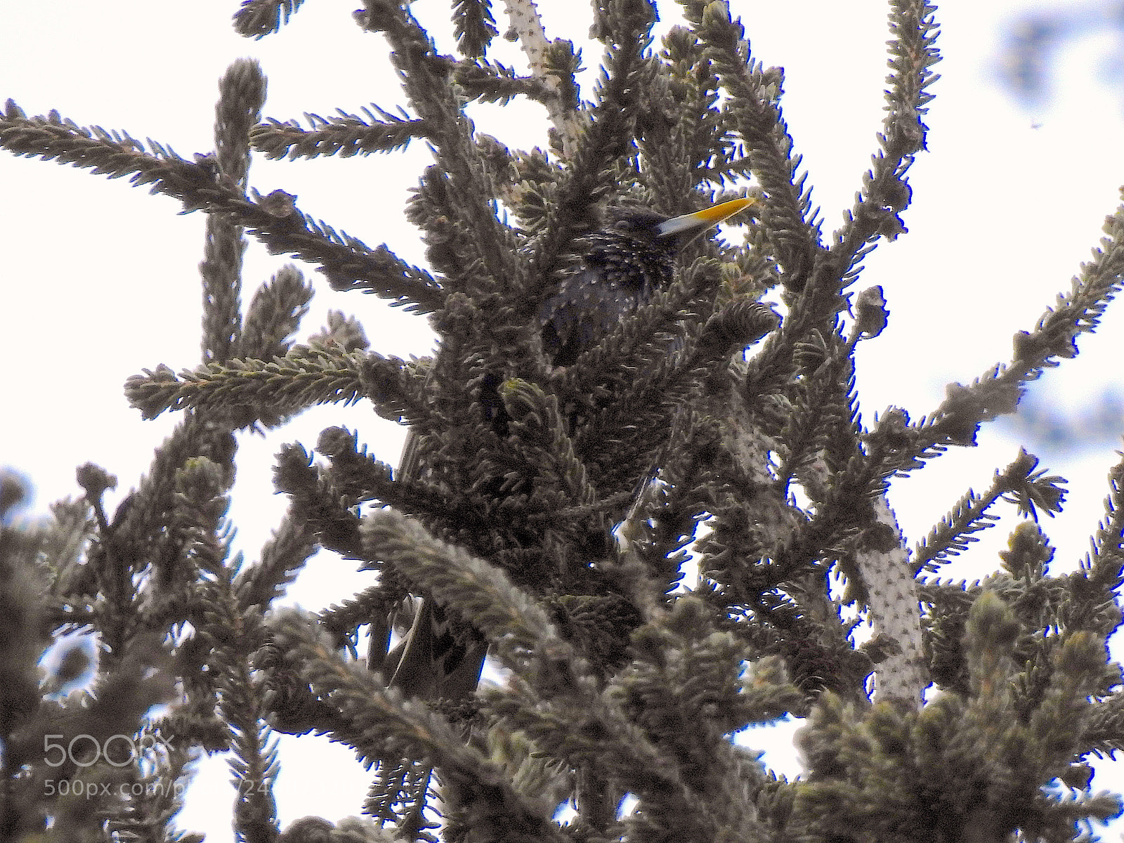 Nikon Coolpix P900 sample photo. Starling photography