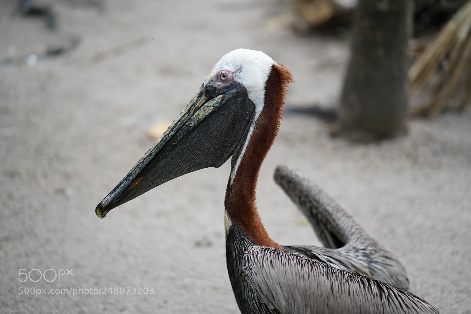 Sony a7R III sample photo. Flamingo garden sanctuary photography