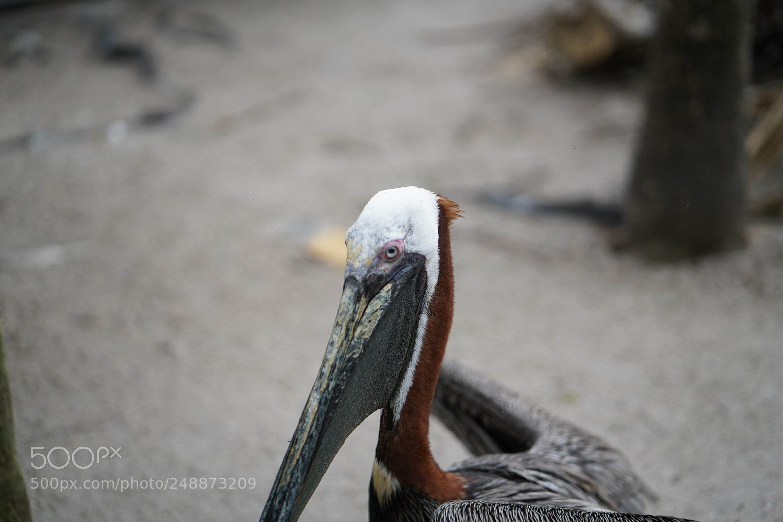Sony a7R III sample photo. Flamingo garden sanctuary photography
