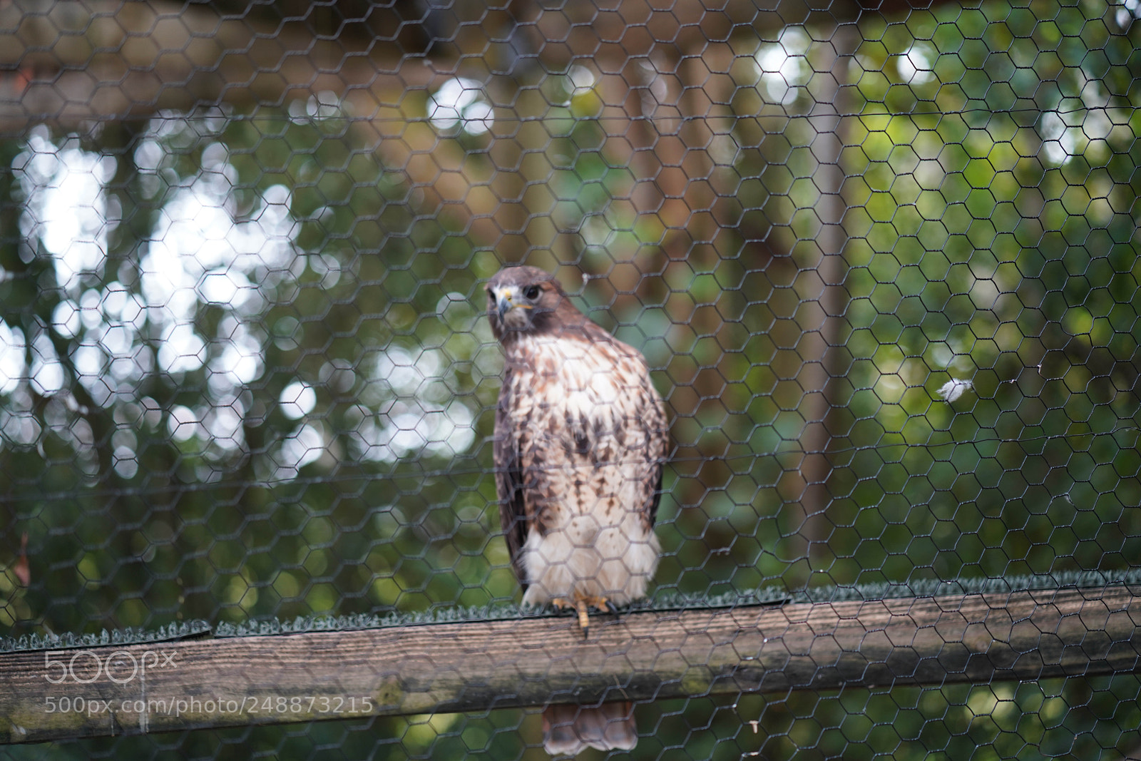 Sony a7R III sample photo. Flamingo garden sanctuary photography