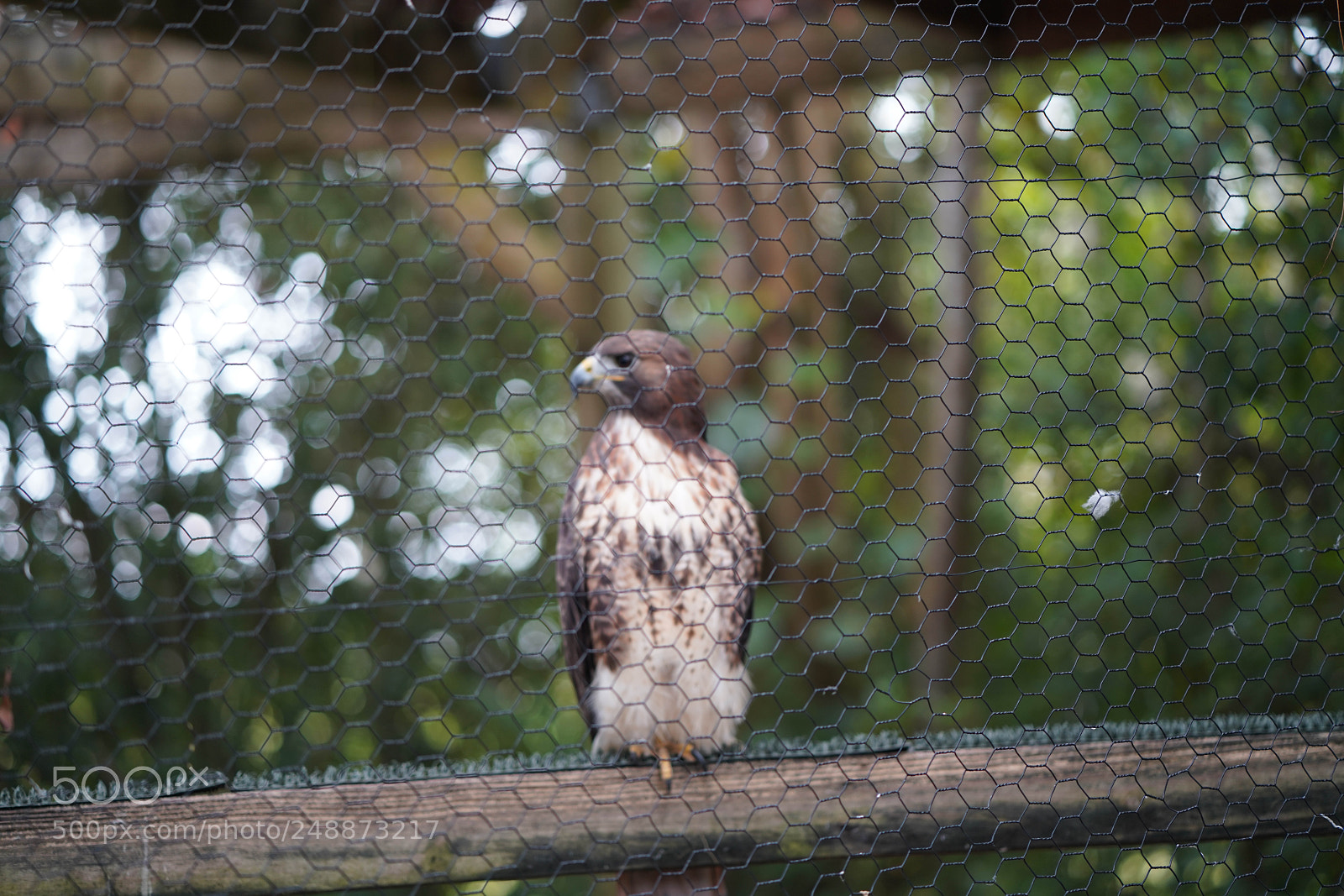 Sony a7R III sample photo. Flamingo garden sanctuary photography