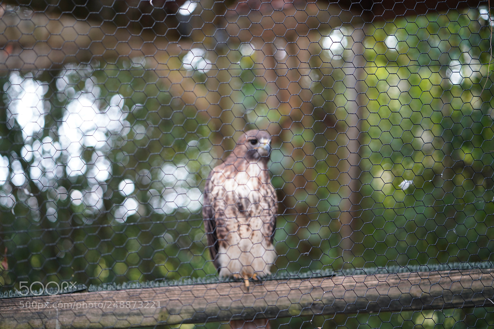 Sony a7R III sample photo. Flamingo garden sanctuary photography