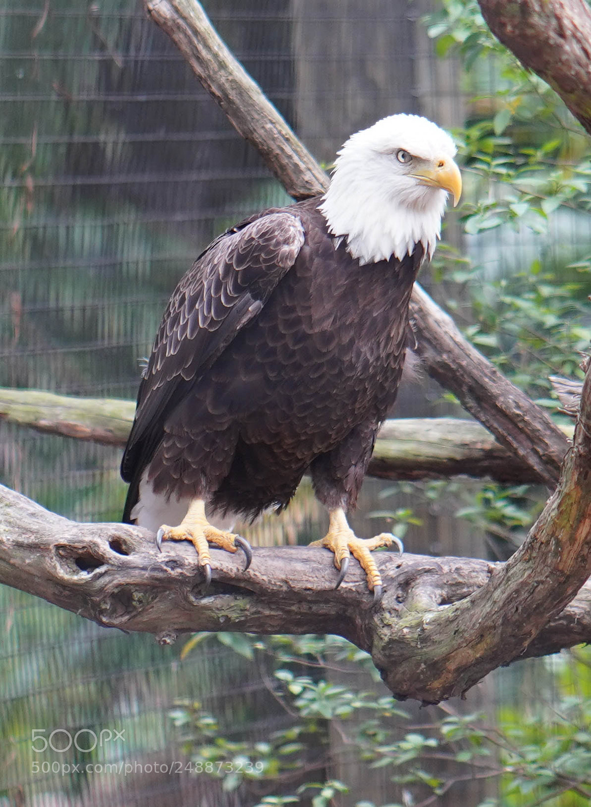 Sony a7R III sample photo. Flamingo garden sanctuary photography