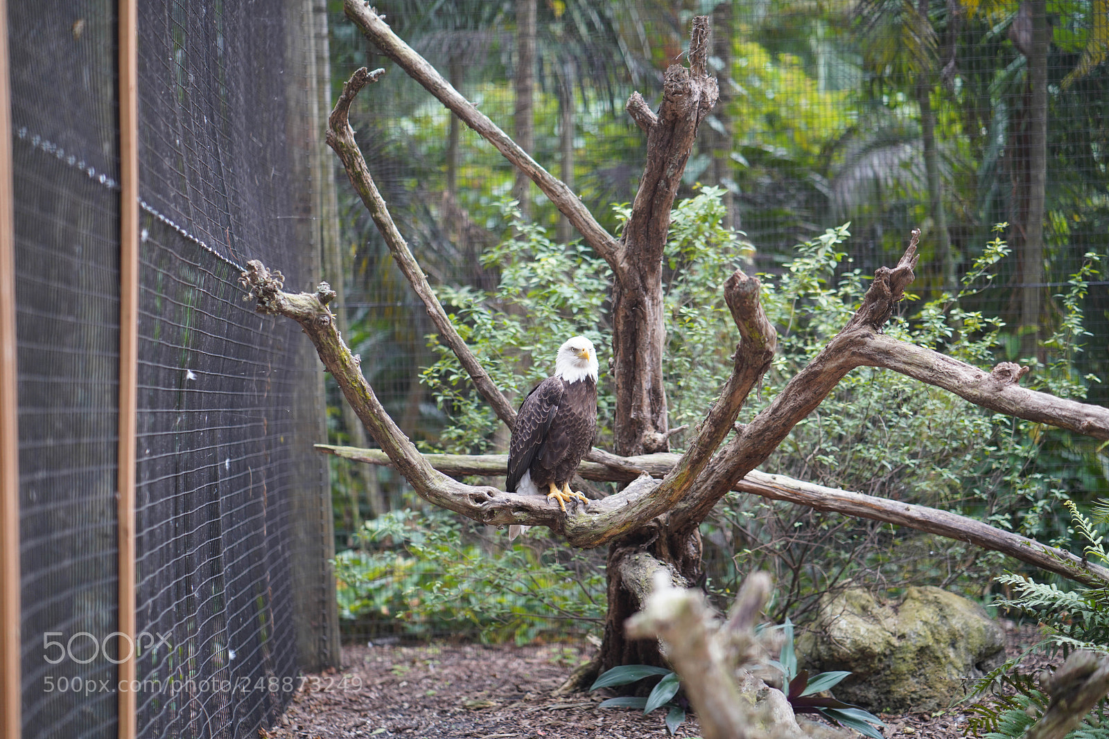 Sony a7R III sample photo. Flamingo garden sanctuary photography