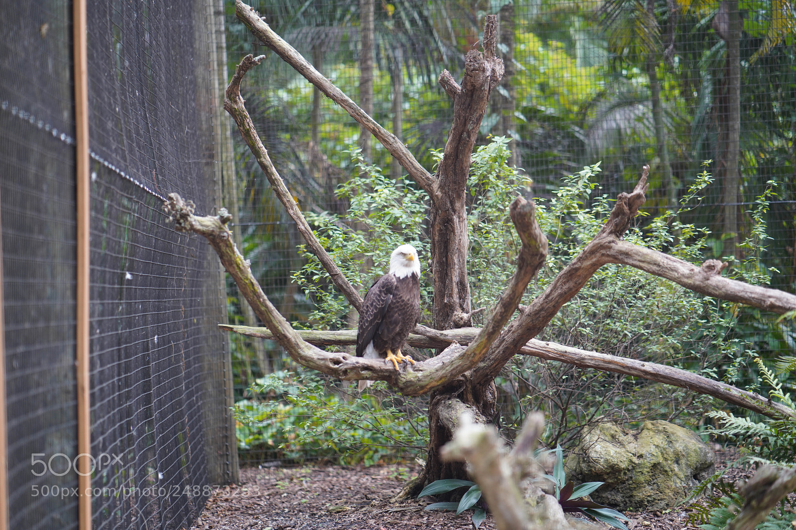 Sony a7R III sample photo. Flamingo garden sanctuary photography