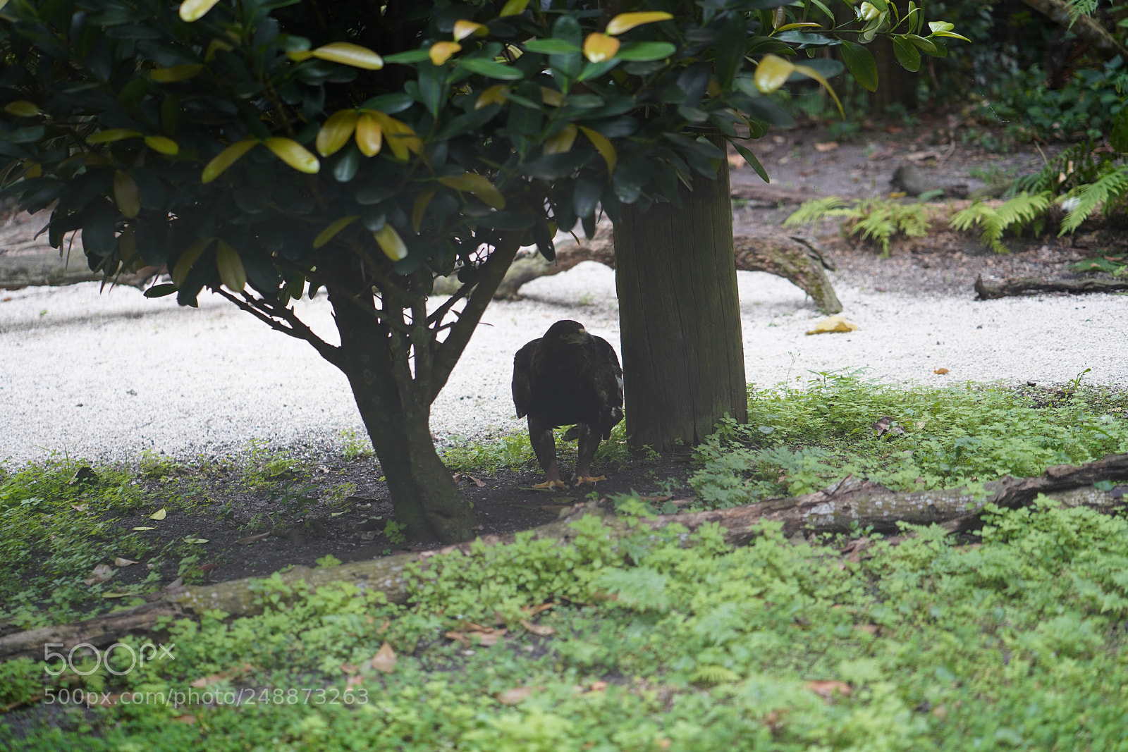 Sony a7R III sample photo. Flamingo garden sanctuary photography