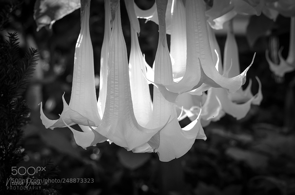 Nikon D7000 sample photo. Scopolamine photography